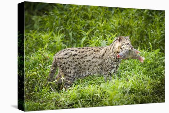 Female Fishing cat with fish prey in mouth, Bangladesh-Paul Williams-Premier Image Canvas