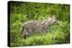 Female Fishing cat with fish prey in mouth, Bangladesh-Paul Williams-Premier Image Canvas