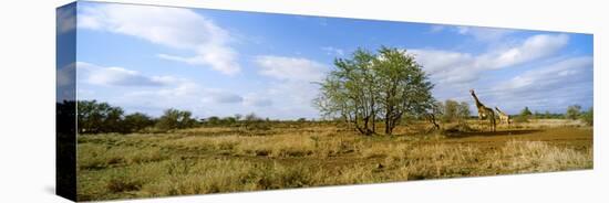 Female Giraffe with its Calf on the Bush Savannah, Kruger National Park, South Africa-null-Stretched Canvas