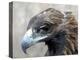 Female Golden Eagle, Golden Eagle Festival, Mongolia-Amos Nachoum-Premier Image Canvas