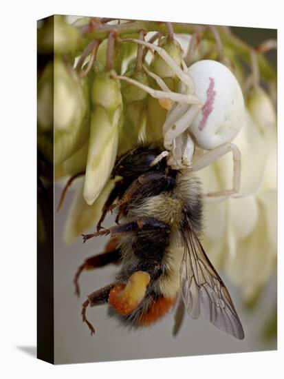 Female Goldenrod Spider (Misumena Vatia) Eating a Red-Tailed Bumble Bee (Bombus Ternarius), Waterto-James Hager-Premier Image Canvas