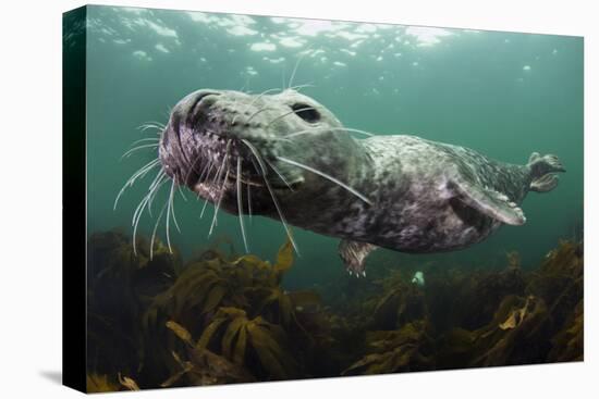 Female Grey Seal Juvenile Swimming over Kelp, Off Farne Islands, Northumberland-Alex Mustard-Premier Image Canvas