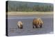 Female grizzly bear and cub clamming, Lake Clark National Park and Preserve, Alaska-Adam Jones-Premier Image Canvas