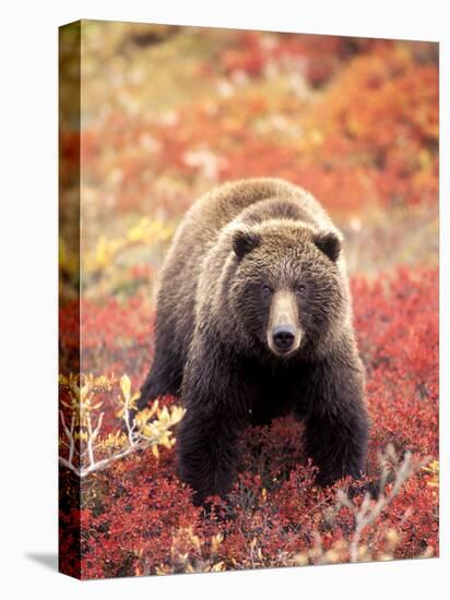 Female Grizzly Bear Foraging Red Alpine Blueberries, Denali National Park, Alaska, USA-Hugh Rose-Premier Image Canvas