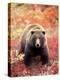 Female Grizzly Bear Foraging Red Alpine Blueberries, Denali National Park, Alaska, USA-Hugh Rose-Premier Image Canvas