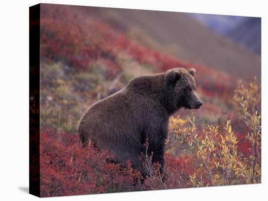 Female Grizzly Bear in Alpine Tundra, Denali National Park, Alaska, USA-Hugh Rose-Premier Image Canvas