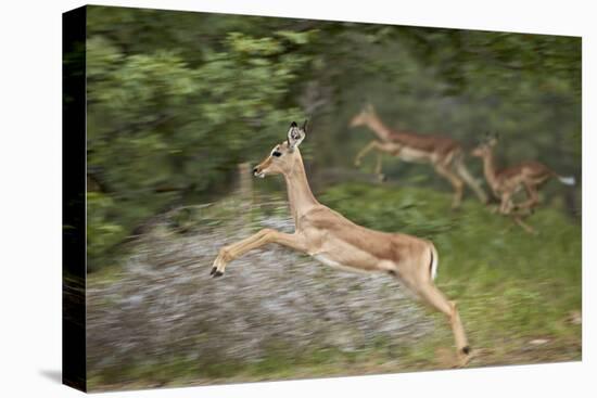 Female Impala (Aepyceros Melampus) Running, Kruger National Park, South Africa, Africa-James Hager-Premier Image Canvas