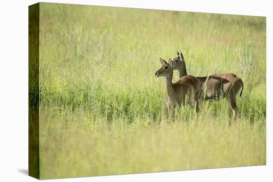 Female Impala (Aepyceros Melampus), South Luangwa National Park, Zambia, Africa-Janette Hill-Premier Image Canvas