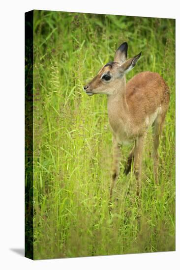 Female Impala (Aepyceros Melampus), South Luangwa National Park, Zambia, Africa-Janette Hill-Premier Image Canvas