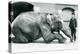 Female Indian Elephant 'Suffa Culli'-Frederick William Bond-Premier Image Canvas