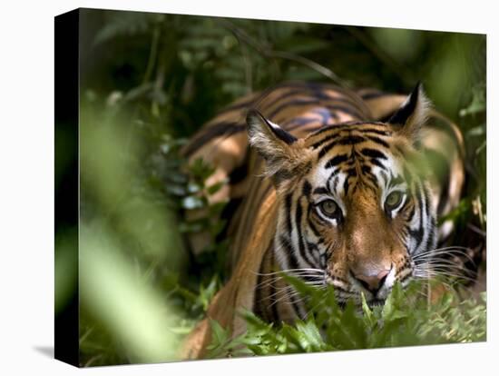 Female Indian Tiger at Samba Deer Kill, Bandhavgarh National Park, India-Thorsten Milse-Premier Image Canvas