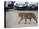 Female Indian Tiger, Bandhavgarh National Park, Madhya Pradesh State, India-Thorsten Milse-Premier Image Canvas