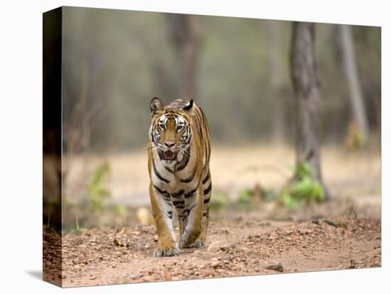 Female Indian Tiger (Bengal Tiger) (Panthera Tigris Tigris), Bandhavgarh National Park, India-Thorsten Milse-Premier Image Canvas