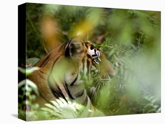 Female Indian Tiger (Bengal Tiger) (Panthera Tigris Tigris), Bandhavgarh National Park, India-Thorsten Milse-Premier Image Canvas
