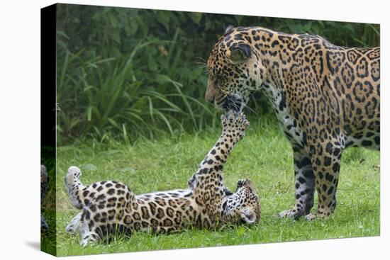 Female Jaguar (Panthera Onca) Playing With Her Cub, Captive, Occurs In Southern And Central America-Edwin Giesbers-Premier Image Canvas