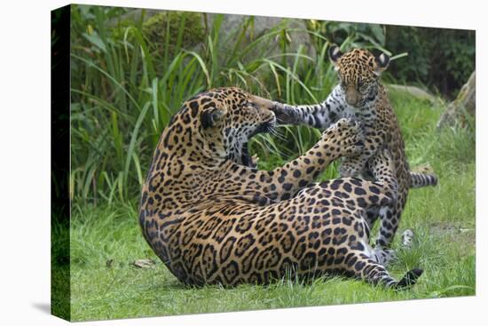 Female Jaguar (Panthera Onca) Playing With Her Cub, Captive, Occurs In Southern And Central America-Edwin Giesbers-Premier Image Canvas