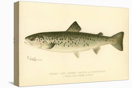 Female Land Locked Salmon-null-Premier Image Canvas