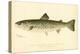 Female Land Locked Salmon-null-Premier Image Canvas