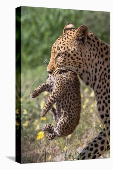 Female Leopard carrying cub, Kgalagadi Transfrontier Park-Ann & Steve Toon-Premier Image Canvas
