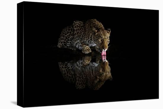 Female leopard drinking at night, KwaZulu-Natal, South Africa-Ann & Steve Toon-Premier Image Canvas