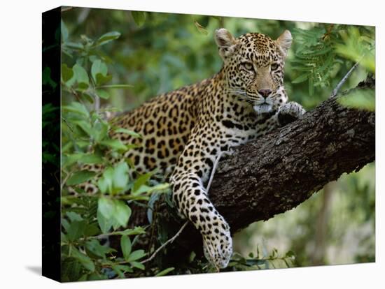 Female Leopard Rests in the Shade, Lying on the Branch of a Tree-John Warburton-lee-Premier Image Canvas