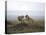 Female Lion, Masai Mara National Reserve, Kenya, East Africa, Africa-Angelo Cavalli-Premier Image Canvas