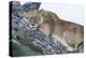 Female Lion Sleeping in Acacia Tree in Jungle, Ngorongoro, Tanzania-James Heupel-Premier Image Canvas