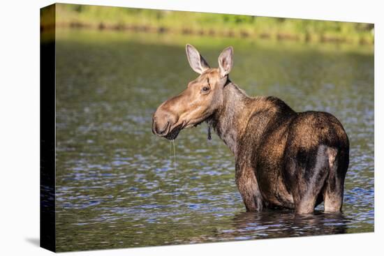 Female Moose Feeding in Glacier National Park, Montana, Usa-Chuck Haney-Premier Image Canvas