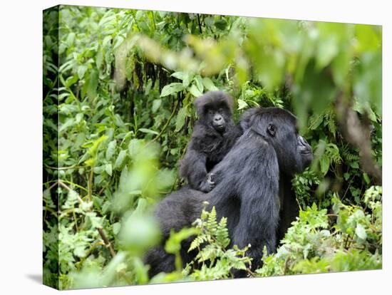 Female Mountain Gorilla Carrying Baby on Her Back, Volcanoes National Park, Rwanda, Africa-Eric Baccega-Premier Image Canvas