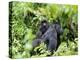 Female Mountain Gorilla Carrying Baby on Her Back, Volcanoes National Park, Rwanda, Africa-Eric Baccega-Premier Image Canvas