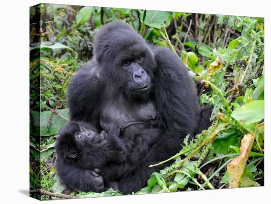 Female Mountain Gorilla with Her Baby, Volcanoes National Park, Rwanda, Africa-Eric Baccega-Premier Image Canvas