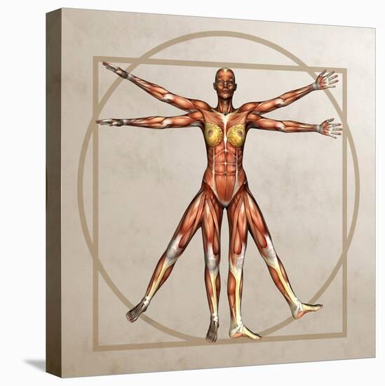 Female Musculature, Artwork-Friedrich Saurer-Premier Image Canvas