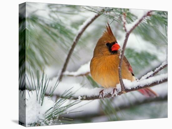 Female Northern Cardinal in Snowy Pine Tree-Adam Jones-Premier Image Canvas
