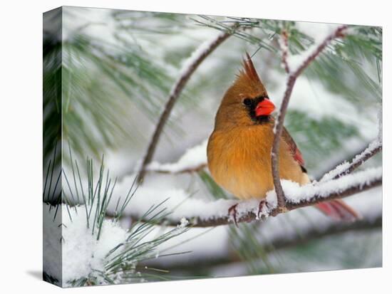 Female Northern Cardinal in Snowy Pine Tree-Adam Jones-Premier Image Canvas