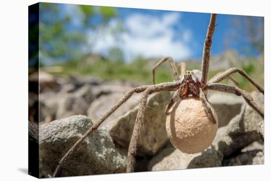 Female Nursery web spider carrying egg sac, Peak District, UK-Alex Hyde-Premier Image Canvas