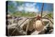 Female Nursery web spider carrying egg sac, Peak District, UK-Alex Hyde-Premier Image Canvas