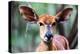 Female Nyala (Tragelaphus angasii), Mkhaya Game Reserve, Swaziland, Africa-Christian Kober-Premier Image Canvas