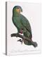 Female of the Douro-Couraou Parrot-Jacques Barraband-Premier Image Canvas