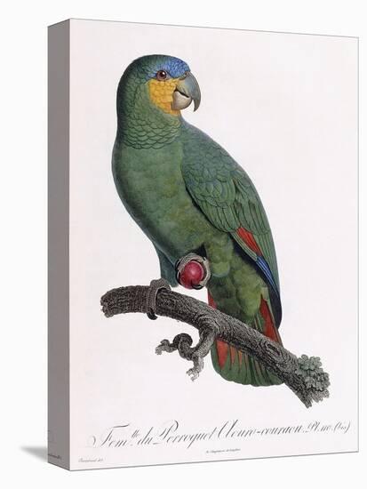 Female of the Douro-Couraou Parrot-Jacques Barraband-Premier Image Canvas