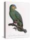 Female of the Douro-Couraou Parrot-Jacques Barraband-Premier Image Canvas