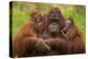 Female Orang Utan sitting, holding two young-Edwin Giesbers-Premier Image Canvas