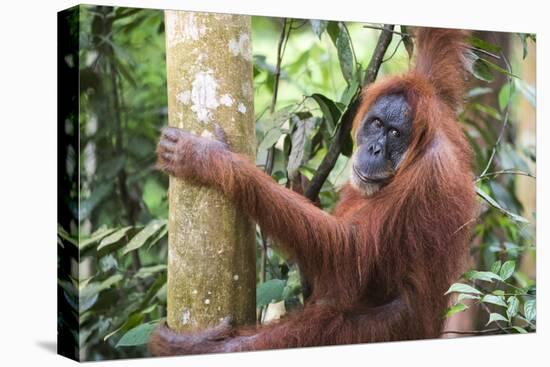 Female Orangutan (Pongo Abelii) in the Jungle Near Bukit Lawang, Gunung Leuser National Park-Matthew Williams-Ellis-Premier Image Canvas