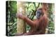 Female Orangutan (Pongo Abelii) in the Jungle Near Bukit Lawang, Gunung Leuser National Park-Matthew Williams-Ellis-Premier Image Canvas