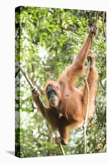 Female Orangutan (Pongo Abelii) in the Rainforest Near Bukit Lawang, Gunung Leuser National Park-Matthew Williams-Ellis-Premier Image Canvas