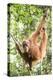 Female Orangutan (Pongo Abelii) in the Rainforest Near Bukit Lawang, Gunung Leuser National Park-Matthew Williams-Ellis-Premier Image Canvas