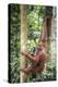 Female Orangutan (Pongo Abelii) in the Rainforest Near Bukit Lawang, Gunung Leuser National Park-Matthew Williams-Ellis-Premier Image Canvas