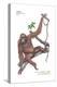 Female Orangutan (Pongo Pygmaeus), Ape, Mammals-Encyclopaedia Britannica-Stretched Canvas