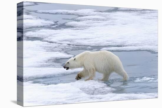Female Polar bear (Ursus maritimus) walking on pack ice, Svalbard Archipelago, Barents Sea, Arctic,-G&M Therin-Weise-Premier Image Canvas