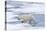 Female Polar bear (Ursus maritimus) walking on pack ice, Svalbard Archipelago, Barents Sea, Arctic,-G&M Therin-Weise-Premier Image Canvas