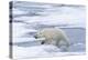 Female Polar bear (Ursus maritimus) walking on pack ice, Svalbard Archipelago, Barents Sea, Arctic,-G&M Therin-Weise-Premier Image Canvas